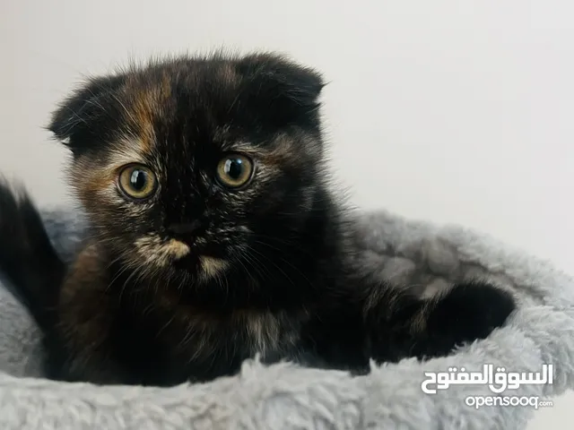 قطة مكس سكواتش فولد وهمالايا