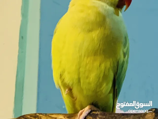 ببغاء دره هندي أليفات ومتكلمات عدد 3 للبيع