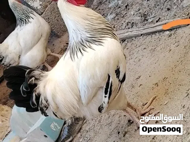 ثلاثة فراريج للبيع