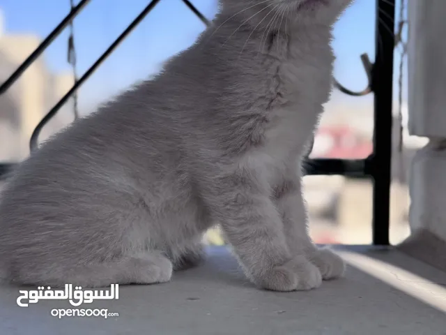 قطط سكوتش فولد مكس للبيع بسعر رمزي