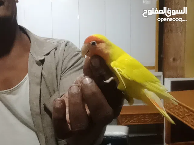 روز اليف لصقه