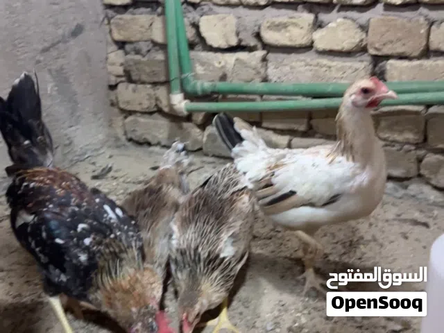 متاح طخم من احفاد جلمود اقرا الوصف