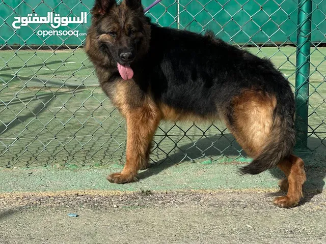 كلاب جيرمن شيبرد مدرب وغير مدرب