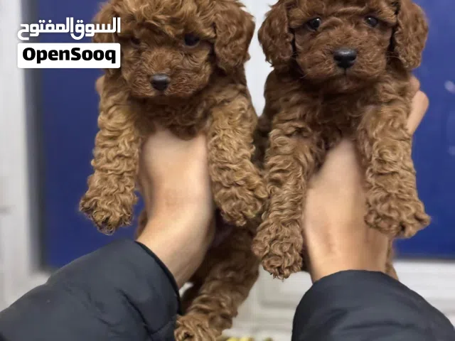 korean toy poodle T_cup جراء توي بودل كوري تيكب اصغر حجم