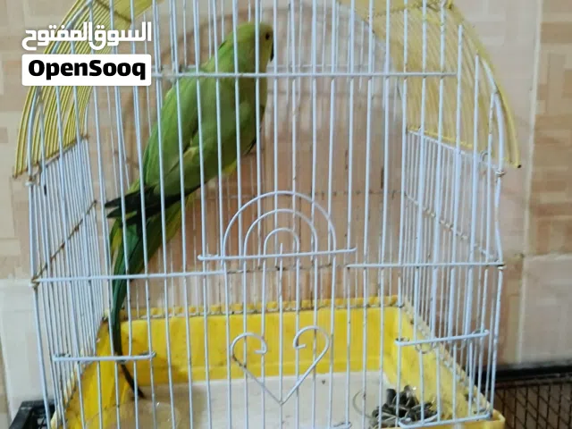 ببغاء دره عندي ذكر و روز