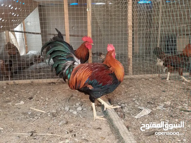 ديوجه كويتي خط اول الجامعات استيراد الكويت الحلال راجع ل أبو فهد