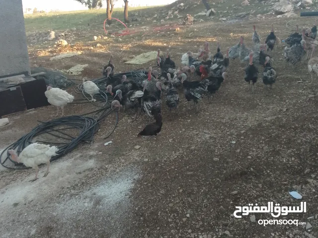 ديك حبش بلدي للبيع