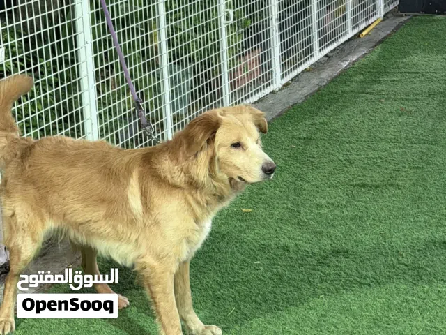 كلب كولدن مدرب طاعة كلب نشيط محصن