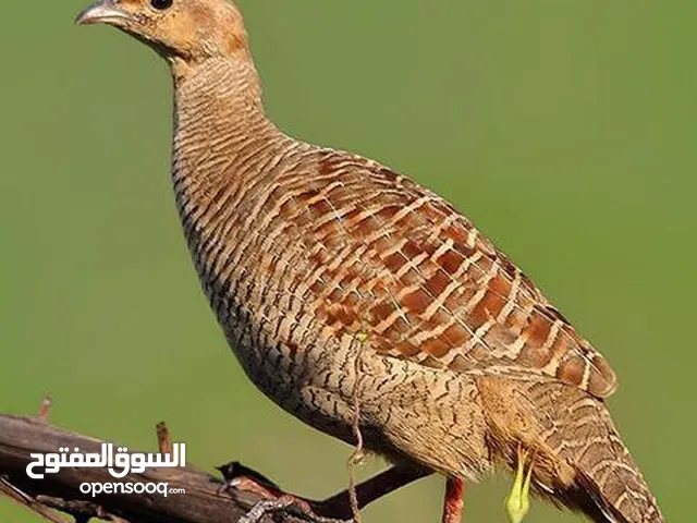 صفارد باكستاني الجامبو الاصفر صبا الرملي الجميل