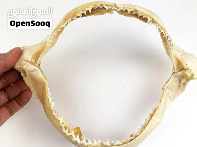 أصداف طبيعيه اشكال وأحجام