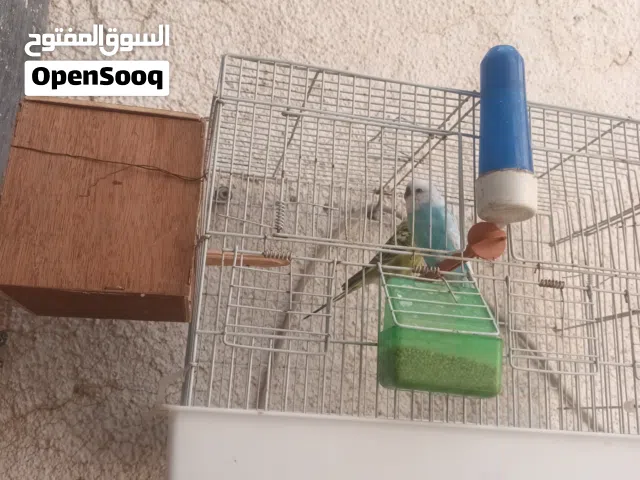 السلام عليكم ورحمة متاح عصفير بقلينو للبيع 100 بي القفص مكان طرابلس