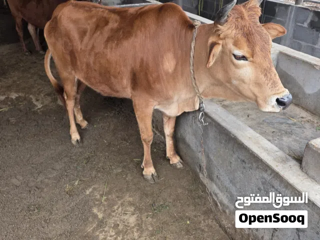 ابقار عمانية انتاج المزرعة محلي صحماوي للبيع بعضها عشار و بعضها معها ولد اعمار بين سنتين الى 3 سنوات