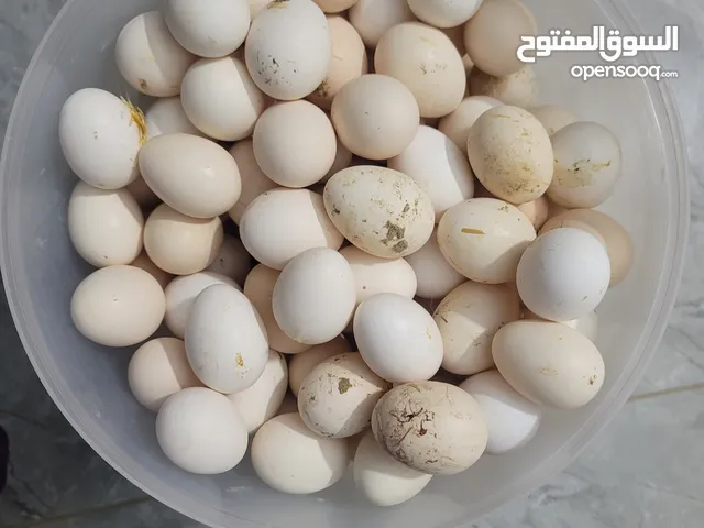 بيض بلدي عدد 30 بيض 5 دينار للتواصل واتس اب