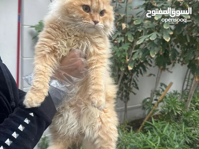 Persian 8 Month Cat