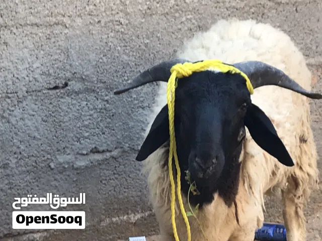 السلام عليكم ورحمة الله موجود خروف العمر 13 شهر لكن في حبا جنب الودن يلي عل اليمين