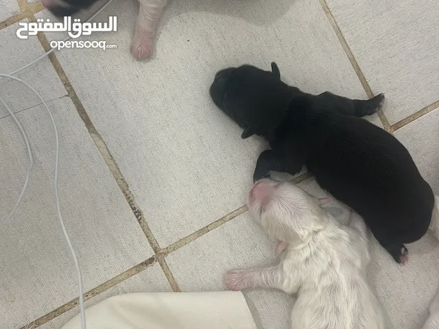 كلاب مالتيزر