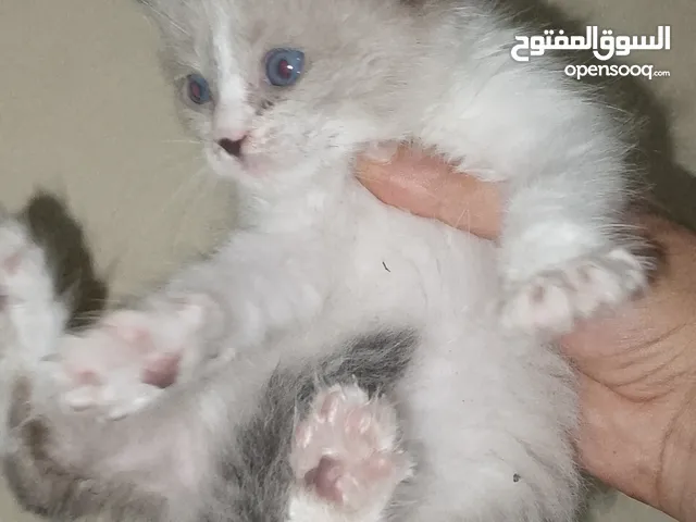 chat siamois sacripirmani humalayan