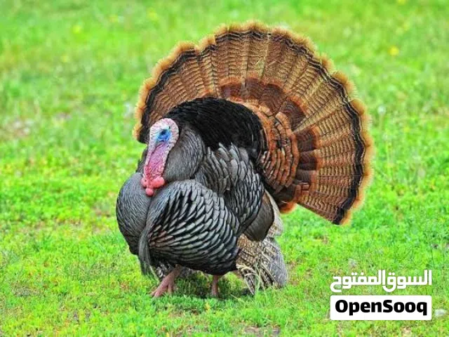 turkey birds