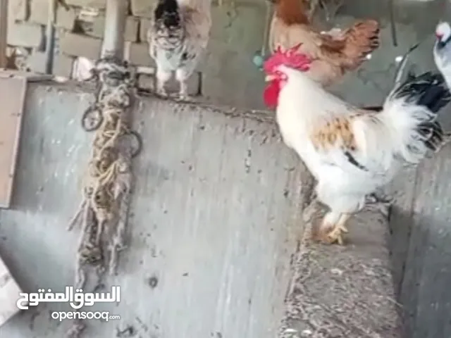 ديك كوشي حجم كبير