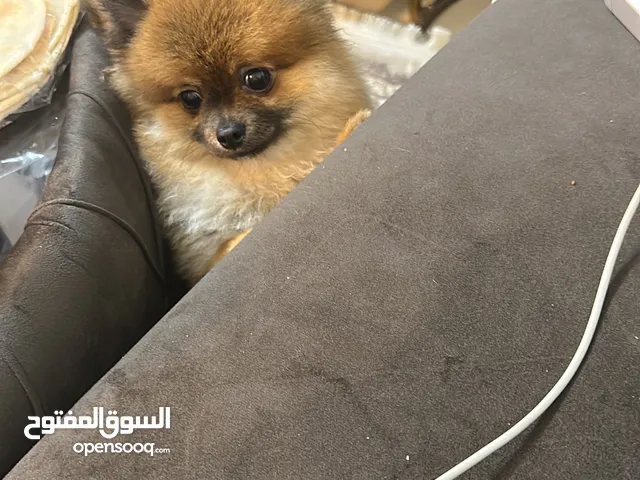 كلب بومرينيان