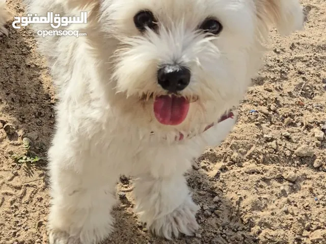 Mini Maltese playfull