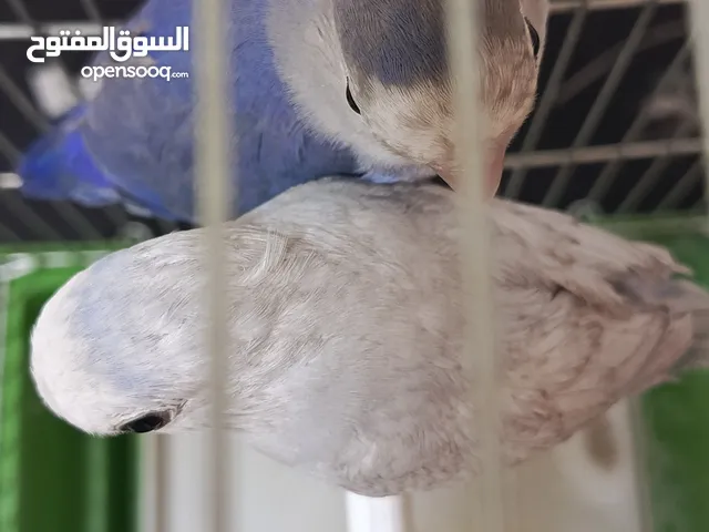 حبتين روز طفرات مميزين