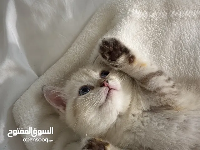 قطه مكس شيرازي وسكوتش