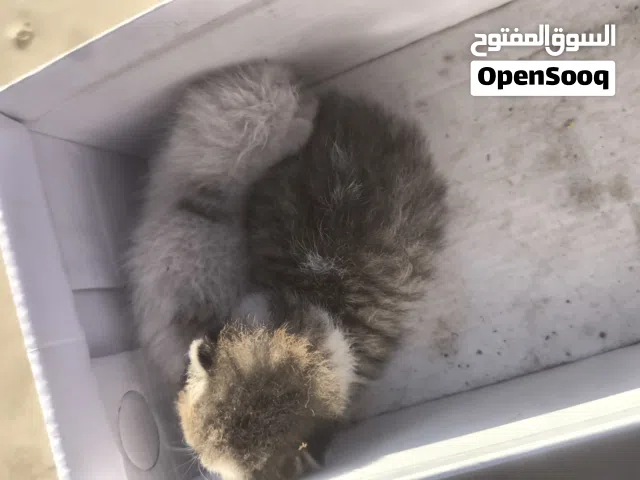 قطتان حديثتا الولادة للتبني
