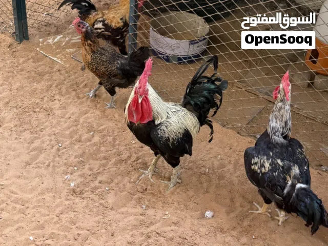 للبيع دجاج الدار