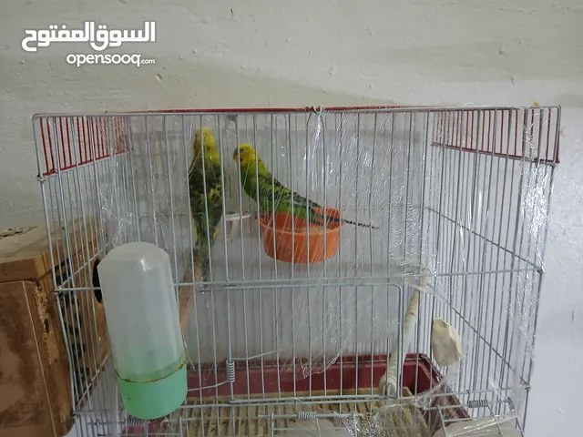 عصافير حب واكوكتيل للبيع