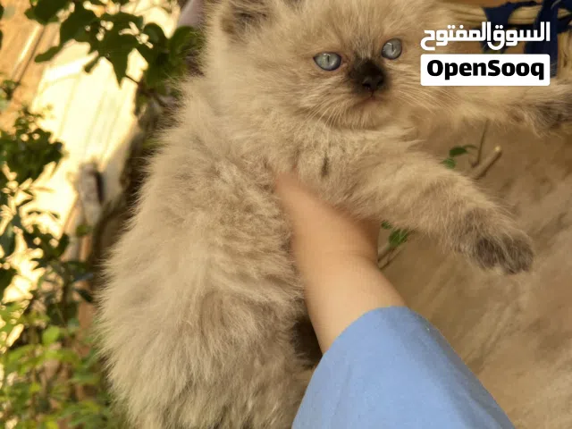 قط هيمالايا شوكلت