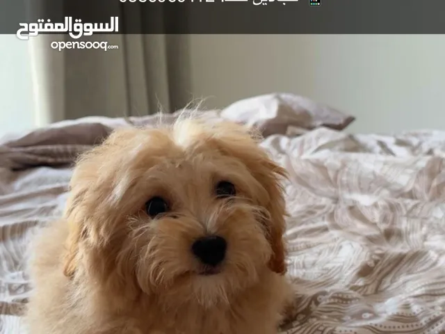 مالتيبو نظيف مع كامل أغراضه