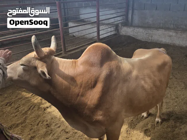 ثور محلي عماني انتاج و تربية و طعام مزرعة صحم عمر 4سنوات و نصف مناسب للاضحية