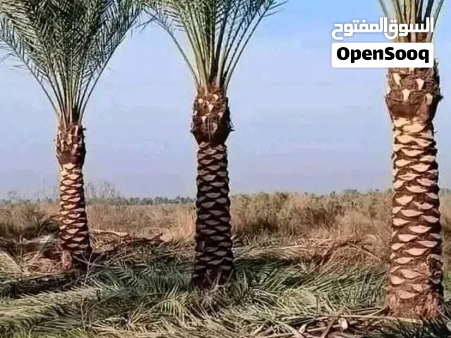 نخيل مثمر نخيل واشنطونيا الزينة