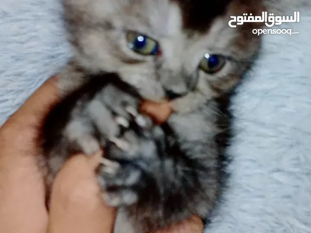 قطاوه شيرازيه للبيع على 50عار شهر وأسبوع اللي له خاطر فيها يبشر فيهم