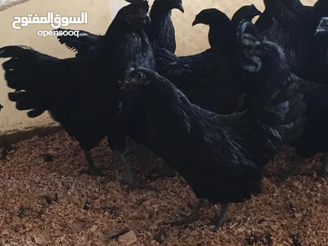 دجاج اندونيسي بيور وبراهما عملاق وكوشين عملاق وبولش كيرلي وبولش هولندي وسلكي وفري امريكي بوب وايت