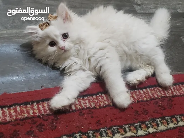 حيوانات للبيع