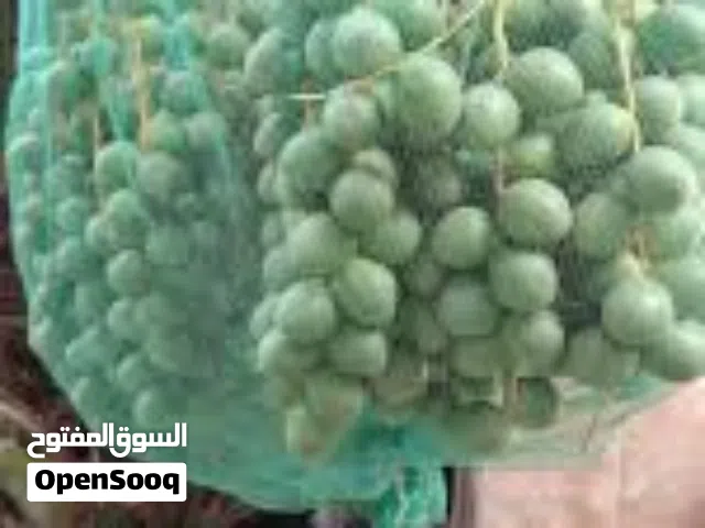 اكياس نخيل