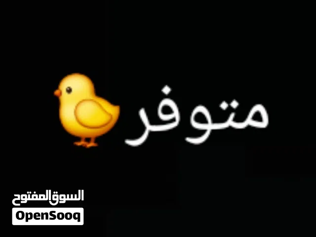 متوفر فلليس بعمر شهرين ومعاه السعر10جمله