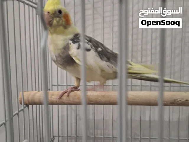 Semi tamed Cocktail  كوكتيل شبه مروض