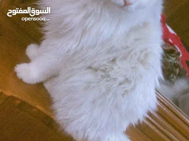 قطه شيرازي من اب هملايا