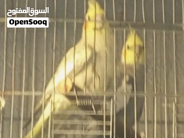 جوز كوكتيل شغال 100/100