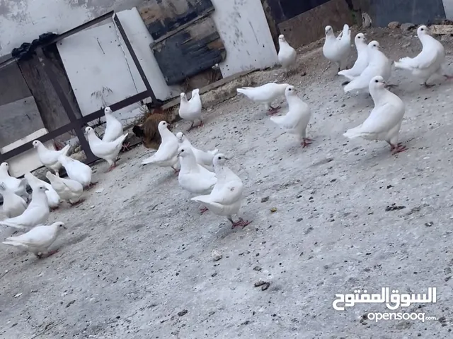 حمام كيرنو