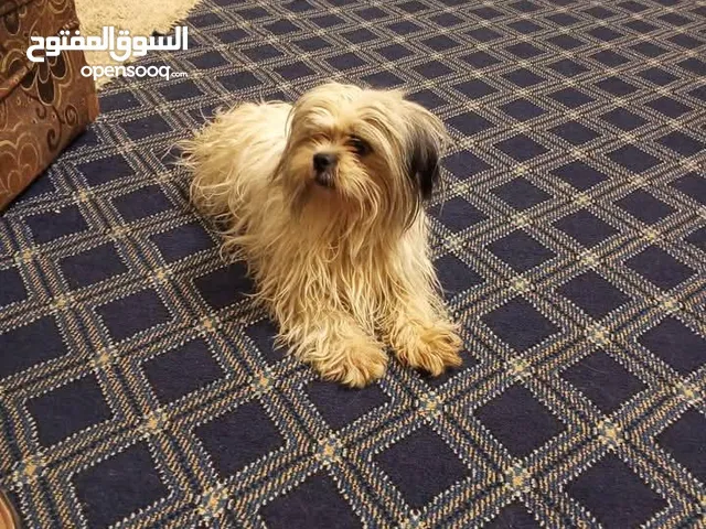 كلابشدزوه اليف