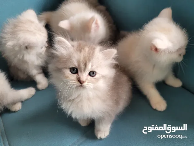 قطط بريتيش لونج هير وشورت هير عمر 45 يوم نسل صافى