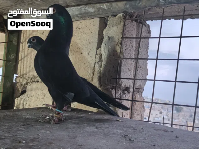 جوز بولندي سود