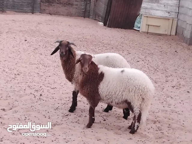 خرفان البيع..