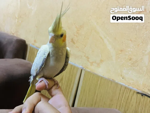 ببغاء كوكتيل اليف عمره أربعة أشهر ببغاء بالصلاة على النبي أليف جدا ويحب اللعب
