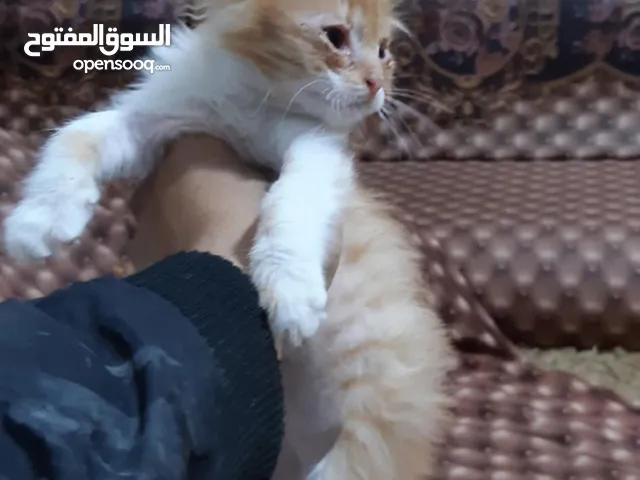 اسلام عليكم افتح الفيديو قبل عندي زوز دكوره شيرازي مشاء الله نشطاط