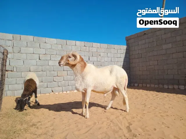 فحل للبيع السن أول جمع